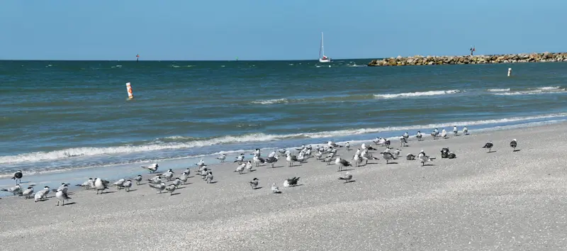 Sand Key Park — venue photo 1